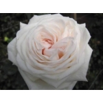 White OHara (Вайт Охара)